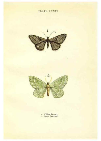 Reproducción/Reproduction 9264539858: Butterflies and moths,. London & Edinburgh,T.C. & E.C. Jack[1910]