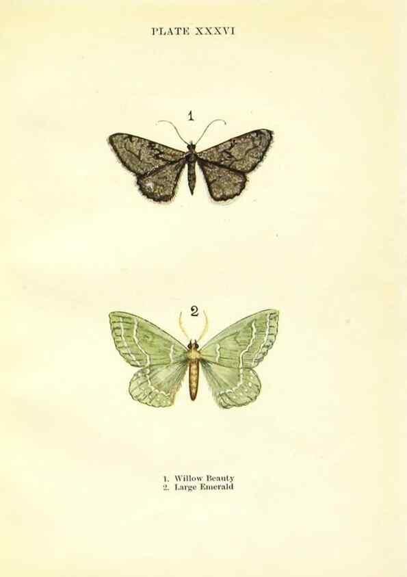 Reproducción/Reproduction 9264539858: Butterflies and moths,. London & Edinburgh,T.C. & E.C. Jack[1910]