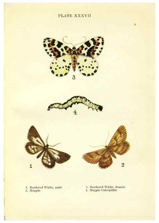 Reproducción/Reproduction 9261764939: Butterflies and moths,. London & Edinburgh,T.C. & E.C. Jack[1910]