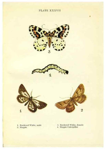 Reproducción/Reproduction 9261764939: Butterflies and moths,. London & Edinburgh,T.C. & E.C. Jack[1910]