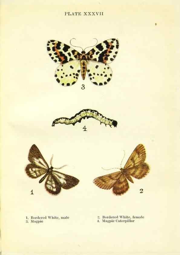 Reproducción/Reproduction 9261764939: Butterflies and moths,. London & Edinburgh,T.C. & E.C. Jack[1910]