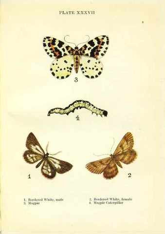 Reproducción/Reproduction 9261764939: Butterflies and moths,. London & Edinburgh,T.C. & E.C. Jack[1910]