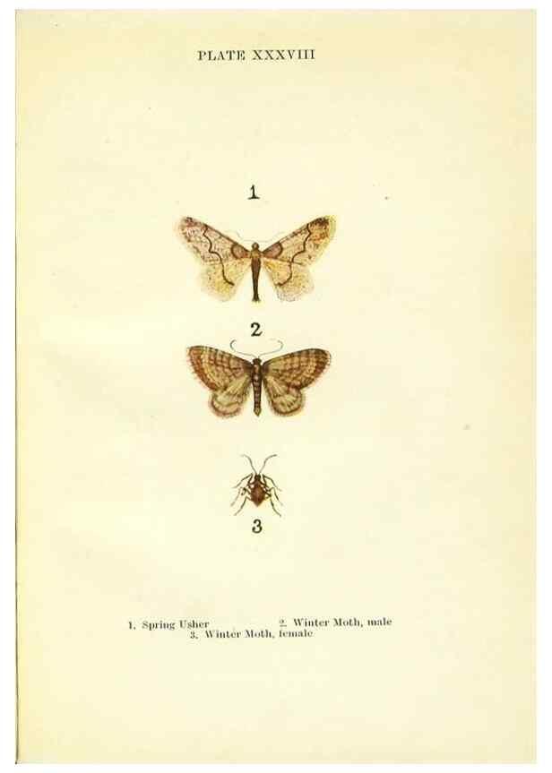 Reproducción/Reproduction 9261765633: Butterflies and moths,. London & Edinburgh,T.C. & E.C. Jack[1910]