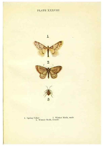 Reproducción/Reproduction 9261765633: Butterflies and moths,. London & Edinburgh,T.C. & E.C. Jack[1910]