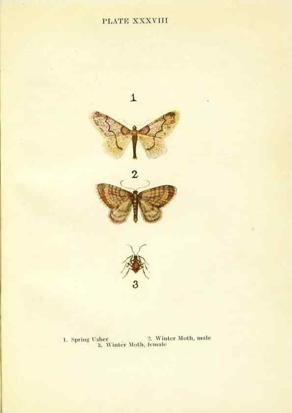 Reproducción/Reproduction 9261765633: Butterflies and moths,. London & Edinburgh,T.C. & E.C. Jack[1910]