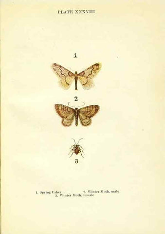 Reproducción/Reproduction 9261765633: Butterflies and moths,. London & Edinburgh,T.C. & E.C. Jack[1910]