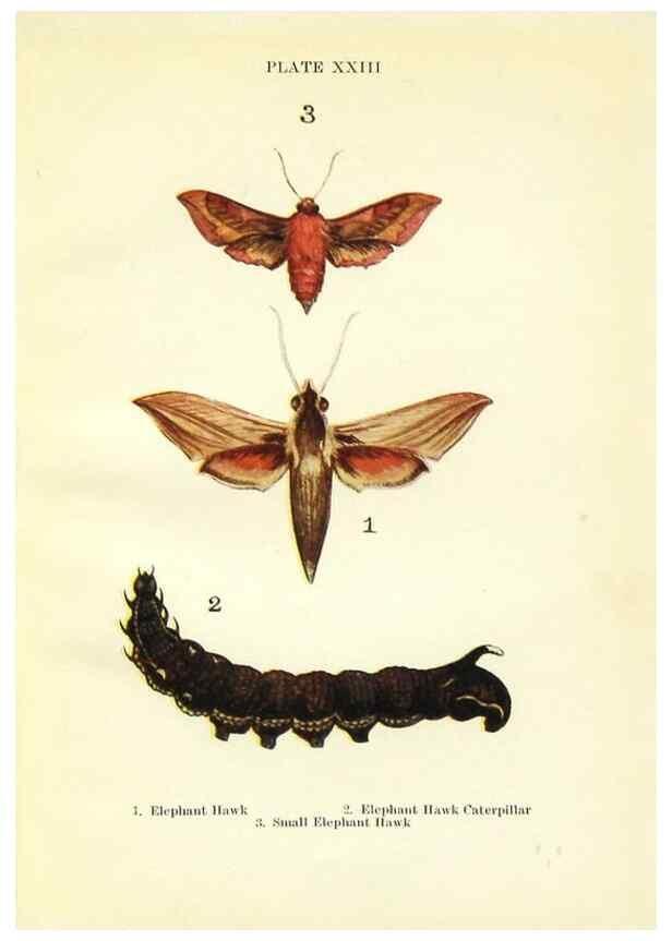Reproducción/Reproduction 9264530404: Butterflies and moths,. London & Edinburgh,T.C. & E.C. Jack[1910]