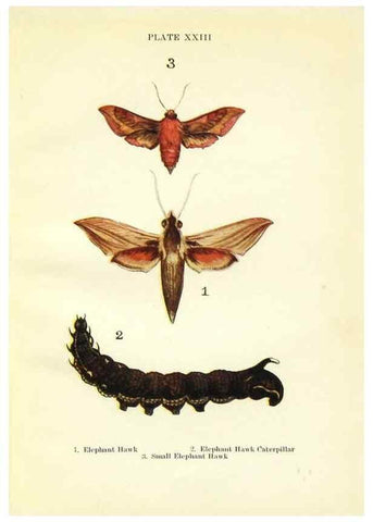 Reproducción/Reproduction 9264530404: Butterflies and moths,. London & Edinburgh,T.C. & E.C. Jack[1910]