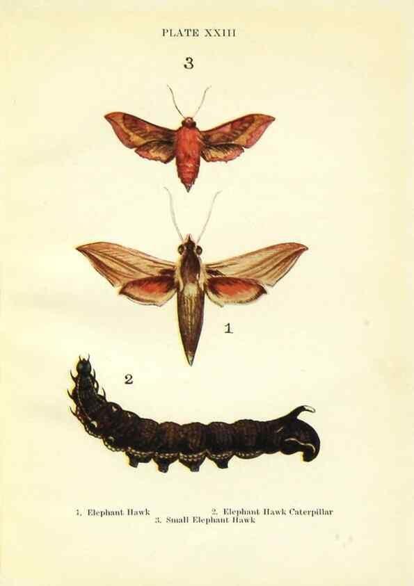 Reproducción/Reproduction 9264530404: Butterflies and moths,. London & Edinburgh,T.C. & E.C. Jack[1910]