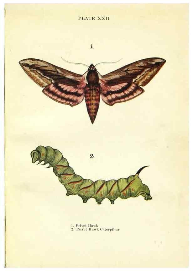 Reproducción/Reproduction 9264529646: Butterflies and moths,. London & Edinburgh,T.C. & E.C. Jack[1910]