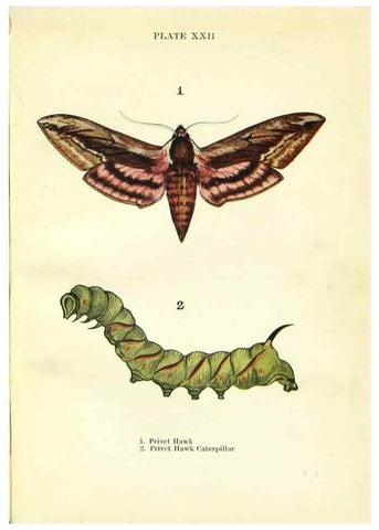 Reproducción/Reproduction 9264529646: Butterflies and moths,. London & Edinburgh,T.C. & E.C. Jack[1910]