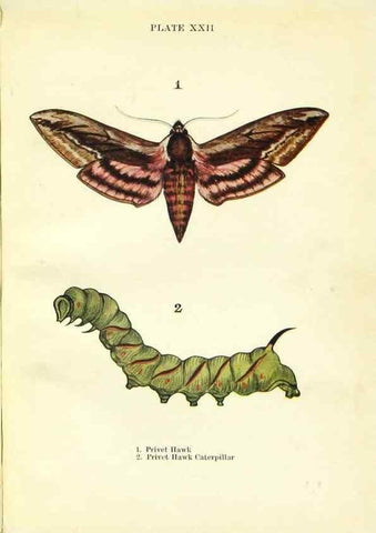 Reproducción/Reproduction 9264529646: Butterflies and moths,. London & Edinburgh,T.C. & E.C. Jack[1910]