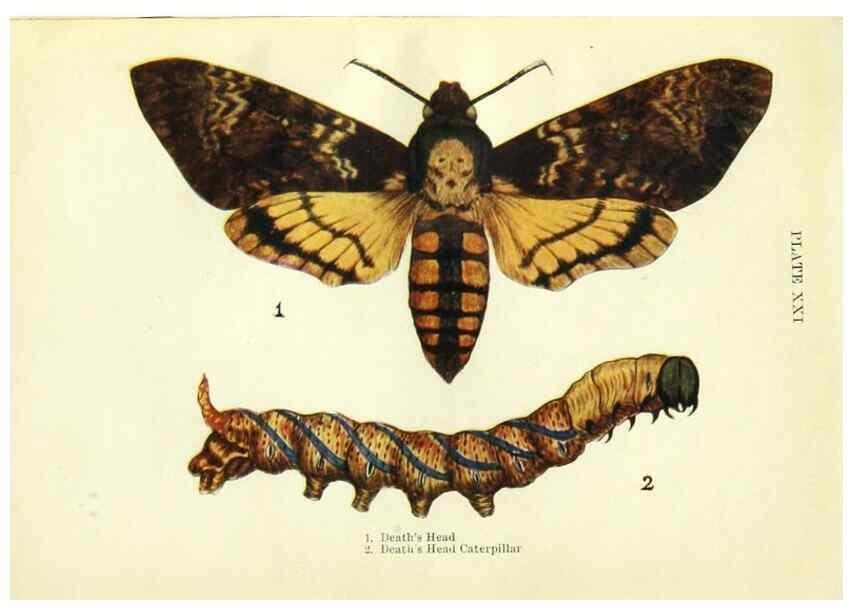 Reproducción/Reproduction 9261753403: Butterflies and moths,. London & Edinburgh,T.C. & E.C. Jack[1910]
