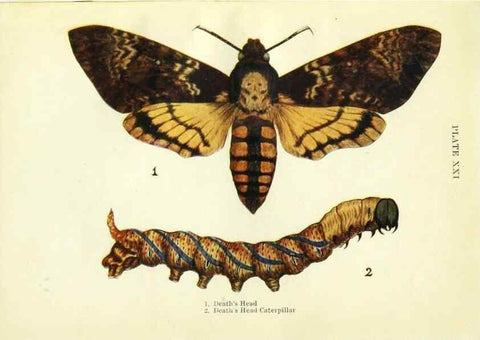 Reproducción/Reproduction 9261753403: Butterflies and moths,. London & Edinburgh,T.C. & E.C. Jack[1910]