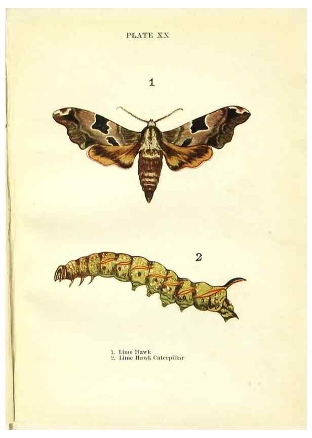 Reproducción/Reproduction 9261751999: Butterflies and moths,. London & Edinburgh,T.C. & E.C. Jack[1910]