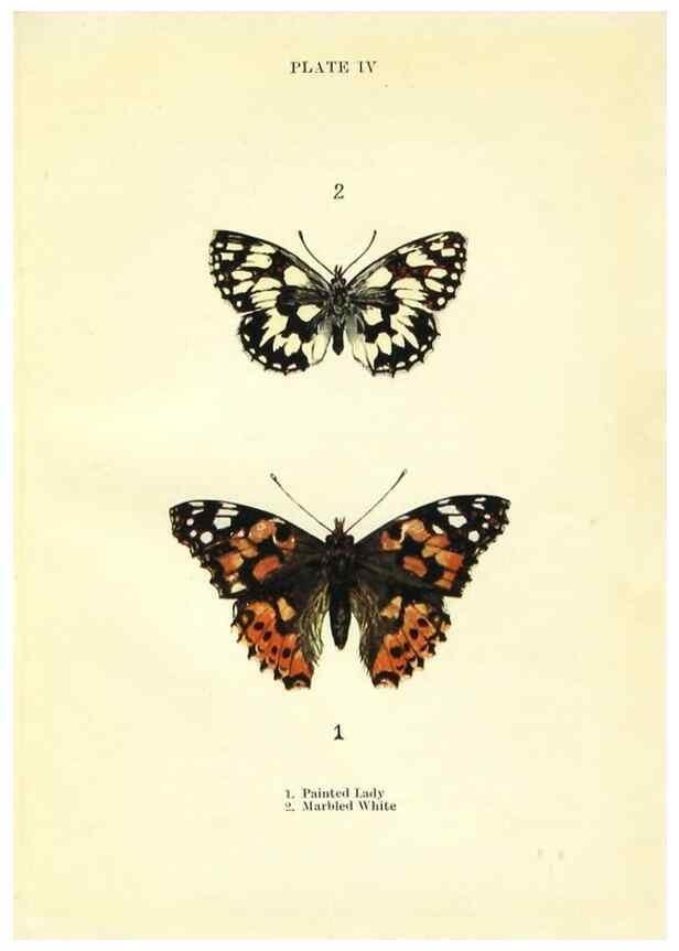 Reproducción/Reproduction 9261739775: Butterflies and moths,. London & Edinburgh,T.C. & E.C. Jack[1910]