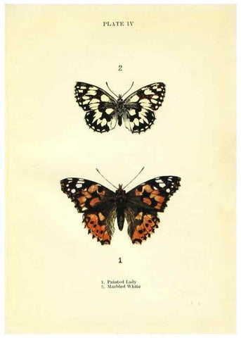 Reproducción/Reproduction 9261739775: Butterflies and moths,. London & Edinburgh,T.C. & E.C. Jack[1910]