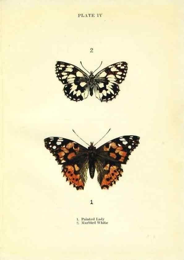 Reproducción/Reproduction 9261739775: Butterflies and moths,. London & Edinburgh,T.C. & E.C. Jack[1910]