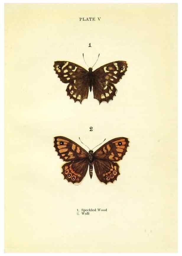 Reproducción/Reproduction 9264515760: Butterflies and moths,. London & Edinburgh,T.C. & E.C. Jack[1910]