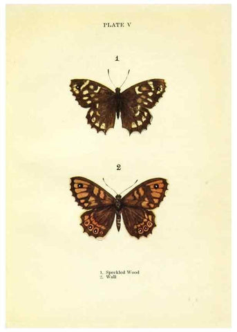 Reproducción/Reproduction 9264515760: Butterflies and moths,. London & Edinburgh,T.C. & E.C. Jack[1910]