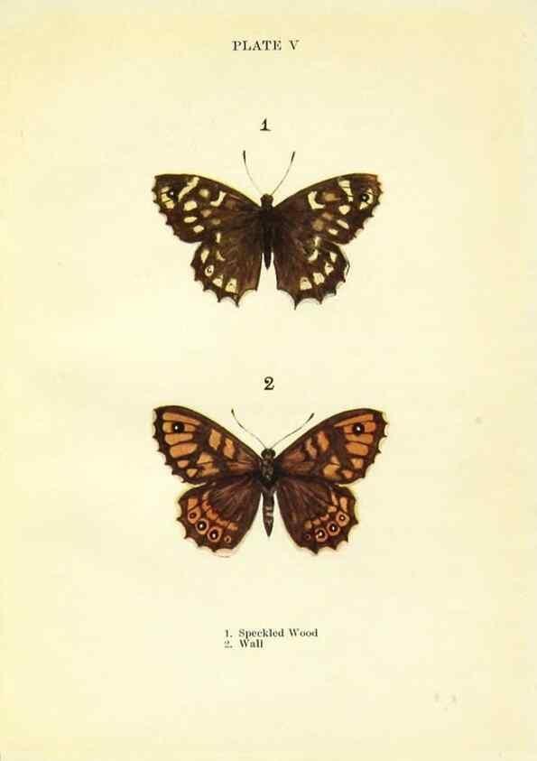 Reproducción/Reproduction 9264515760: Butterflies and moths,. London & Edinburgh,T.C. & E.C. Jack[1910]
