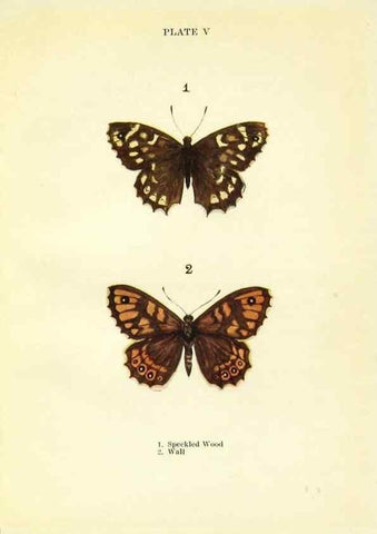 Reproducción/Reproduction 9264515760: Butterflies and moths,. London & Edinburgh,T.C. & E.C. Jack[1910]