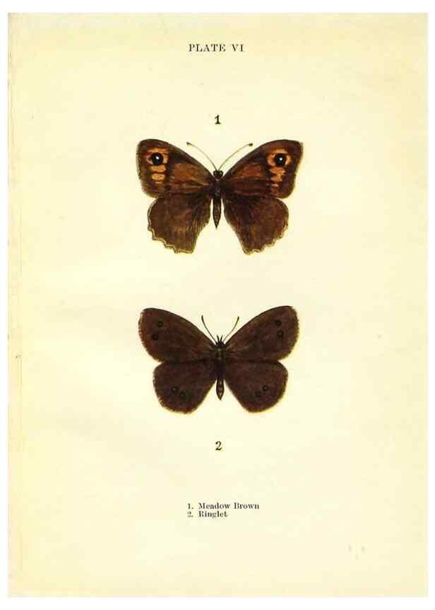 Reproducción/Reproduction 9261741187: Butterflies and moths,. London & Edinburgh,T.C. & E.C. Jack[1910]