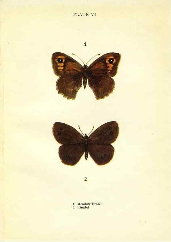 Reproducción/Reproduction 9261741187: Butterflies and moths,. London & Edinburgh,T.C. & E.C. Jack[1910]