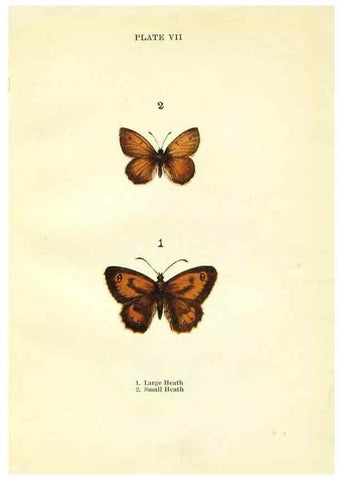 Reproducción/Reproduction 9264517066: Butterflies and moths,. London & Edinburgh,T.C. & E.C. Jack[1910]