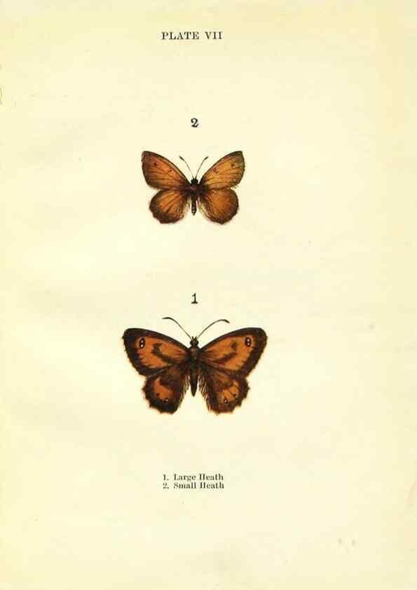 Reproducción/Reproduction 9264517066: Butterflies and moths,. London & Edinburgh,T.C. & E.C. Jack[1910]