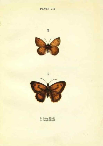 Reproducción/Reproduction 9264517066: Butterflies and moths,. London & Edinburgh,T.C. & E.C. Jack[1910]