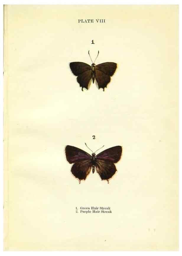 Reproducción/Reproduction 9261742569: Butterflies and moths,. London & Edinburgh,T.C. & E.C. Jack[1910]