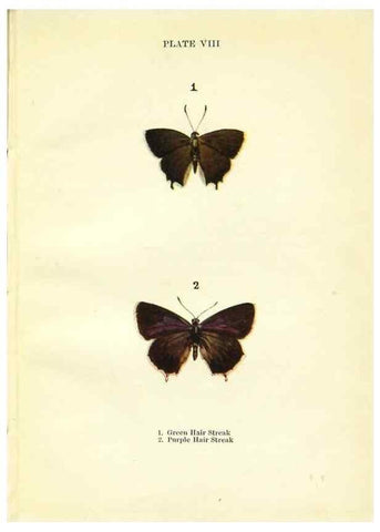 Reproducción/Reproduction 9261742569: Butterflies and moths,. London & Edinburgh,T.C. & E.C. Jack[1910]