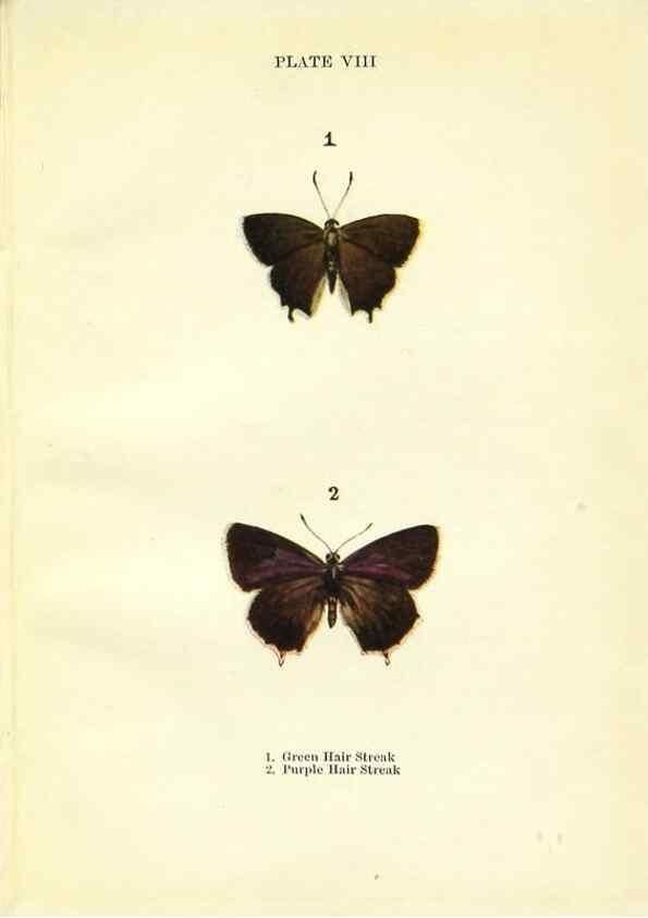 Reproducción/Reproduction 9261742569: Butterflies and moths,. London & Edinburgh,T.C. & E.C. Jack[1910]