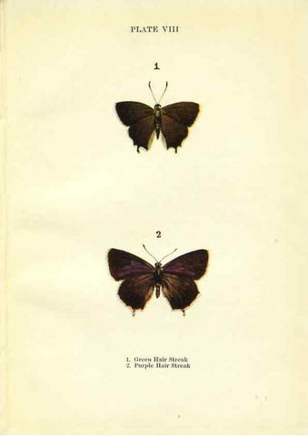 Reproducción/Reproduction 9261742569: Butterflies and moths,. London & Edinburgh,T.C. & E.C. Jack[1910]