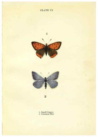 Reproducción/Reproduction 9264518576: Butterflies and moths,. London & Edinburgh,T.C. & E.C. Jack[1910]