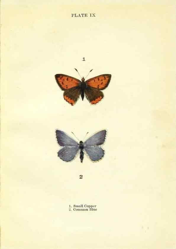Reproducción/Reproduction 9264518576: Butterflies and moths,. London & Edinburgh,T.C. & E.C. Jack[1910]