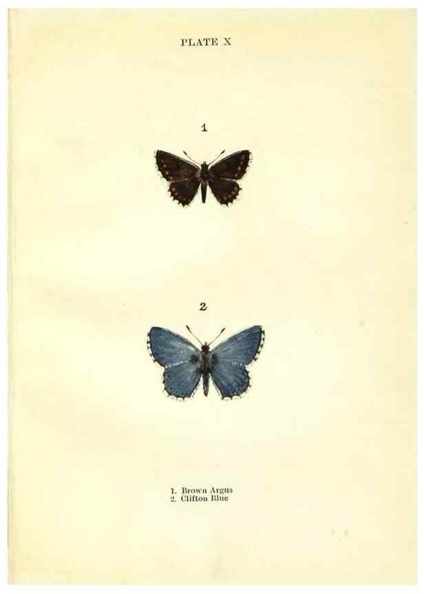 Reproducción/Reproduction 9264519172: Butterflies and moths,. London & Edinburgh,T.C. & E.C. Jack[1910]