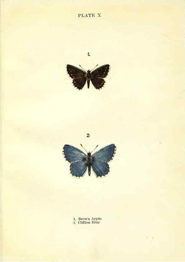 Reproducción/Reproduction 9264519172: Butterflies and moths,. London & Edinburgh,T.C. & E.C. Jack[1910]