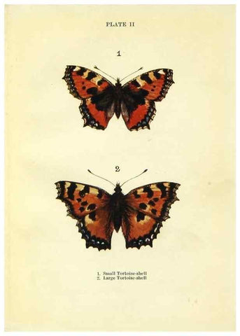 Reproducción/Reproduction 9264513550: Butterflies and moths,. London & Edinburgh,T.C. & E.C. Jack[1910]