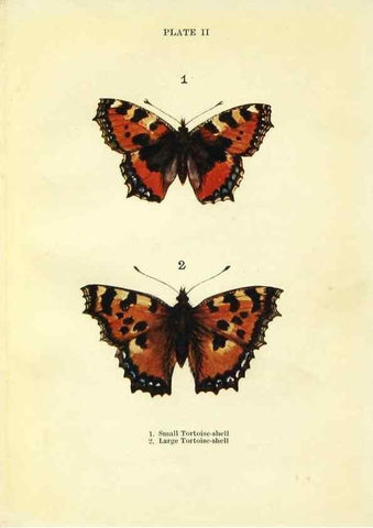 Reproducción/Reproduction 9264513550: Butterflies and moths,. London & Edinburgh,T.C. & E.C. Jack[1910]