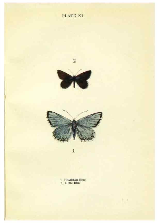 Reproducción/Reproduction 9261744765: Butterflies and moths,. London & Edinburgh,T.C. & E.C. Jack[1910]