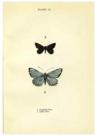 Reproducción/Reproduction 9261744765: Butterflies and moths,. London & Edinburgh,T.C. & E.C. Jack[1910]