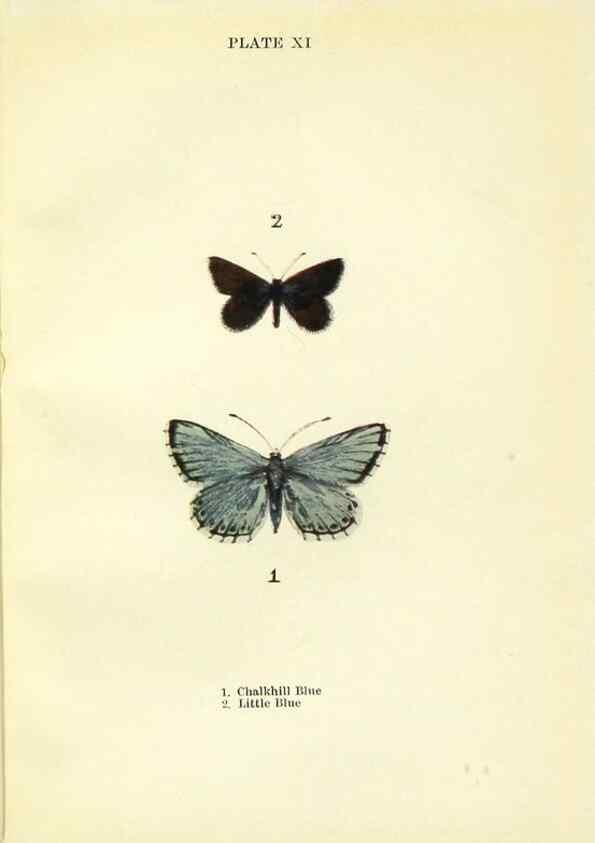 Reproducción/Reproduction 9261744765: Butterflies and moths,. London & Edinburgh,T.C. & E.C. Jack[1910]