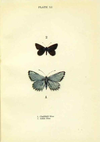 Reproducción/Reproduction 9261744765: Butterflies and moths,. London & Edinburgh,T.C. & E.C. Jack[1910]