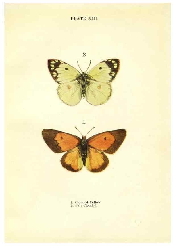 Reproducción/Reproduction 9264521222: Butterflies and moths,. London & Edinburgh,T.C. & E.C. Jack[1910]