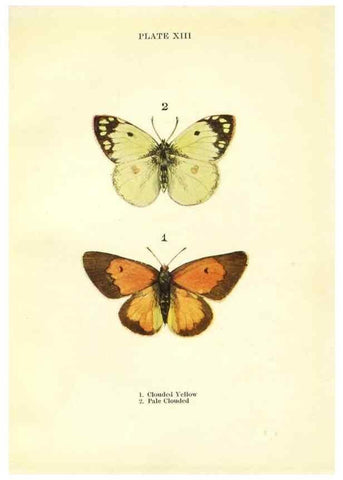 Reproducción/Reproduction 9264521222: Butterflies and moths,. London & Edinburgh,T.C. & E.C. Jack[1910]