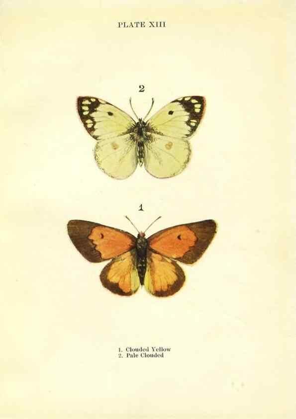 Reproducción/Reproduction 9264521222: Butterflies and moths,. London & Edinburgh,T.C. & E.C. Jack[1910]