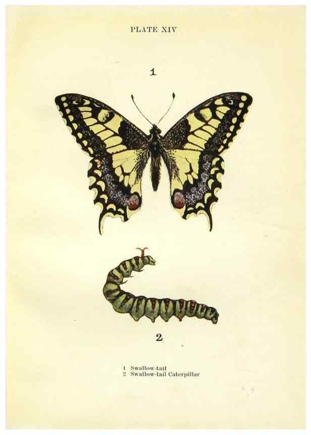 Reproducción/Reproduction 9261746705: Butterflies and moths,. London & Edinburgh,T.C. & E.C. Jack[1910]