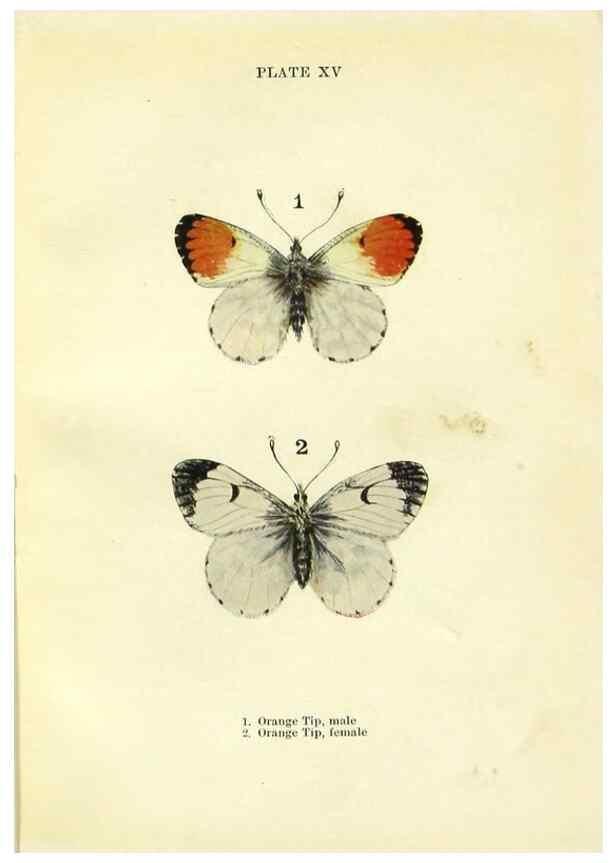 Reproducción/Reproduction 9264523472: Butterflies and moths,. London & Edinburgh,T.C. & E.C. Jack[1910]